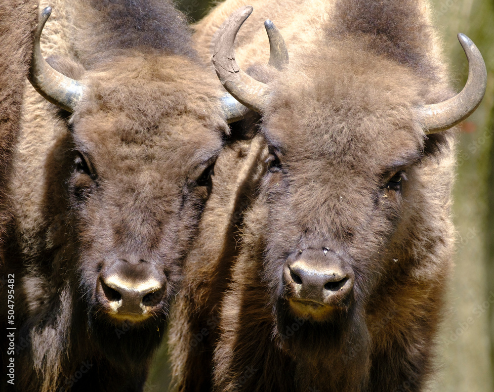 Portrait of two European wood bisons Wisent, Bison bonasus Portrait of two European wood bisons Wisent, Bison bonasus
