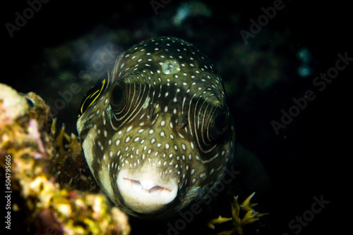 pufferfish in the Red Sea close up