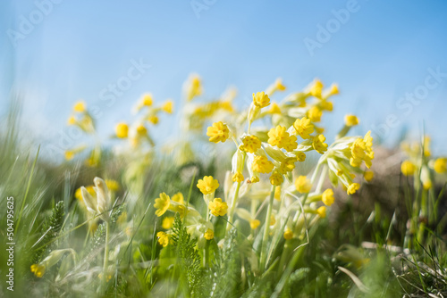 Cowslips. Light yellow cowslip flowers growing on a meadow during spring.