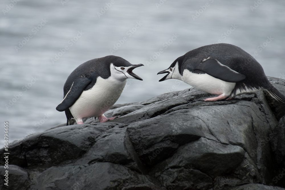 Obraz premium Two Chinstrap Penguins in Antarctica