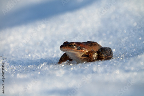 This Moor frog (Rana arvalis) woke up in early spring and makes the transition from the hibernating pond through the snow on a sunny day