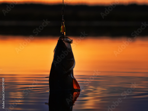 Fishing at sunset. Catching predatory fish on spinning. Sunset colors on the water surface, sunny path from the low sun. Perch caught on yellow spoonbait photo