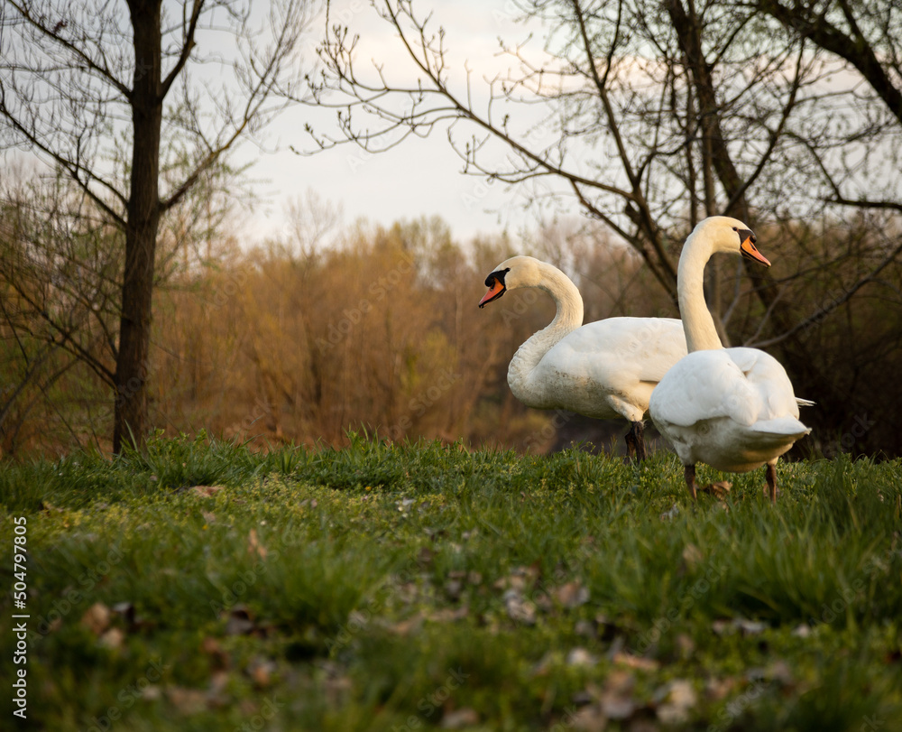 Couple of swans eating grass Couple of swans eating grass