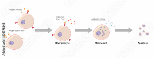 Detailed scheme of B cell activation. Mature B cell encounters antigen that binds to its B cell receptor and it becomes activated