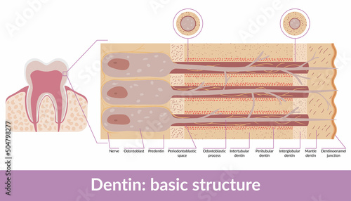 Detailed scheme of human tooth dentin structure, including odontoblasts, predentin, mantle dentin and junctions. photo