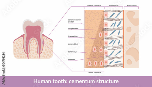 Detailed scheme of human tooth cementum structure, including acellular and cellular cementum, fibers, cementoblasts and fibroblasts photo