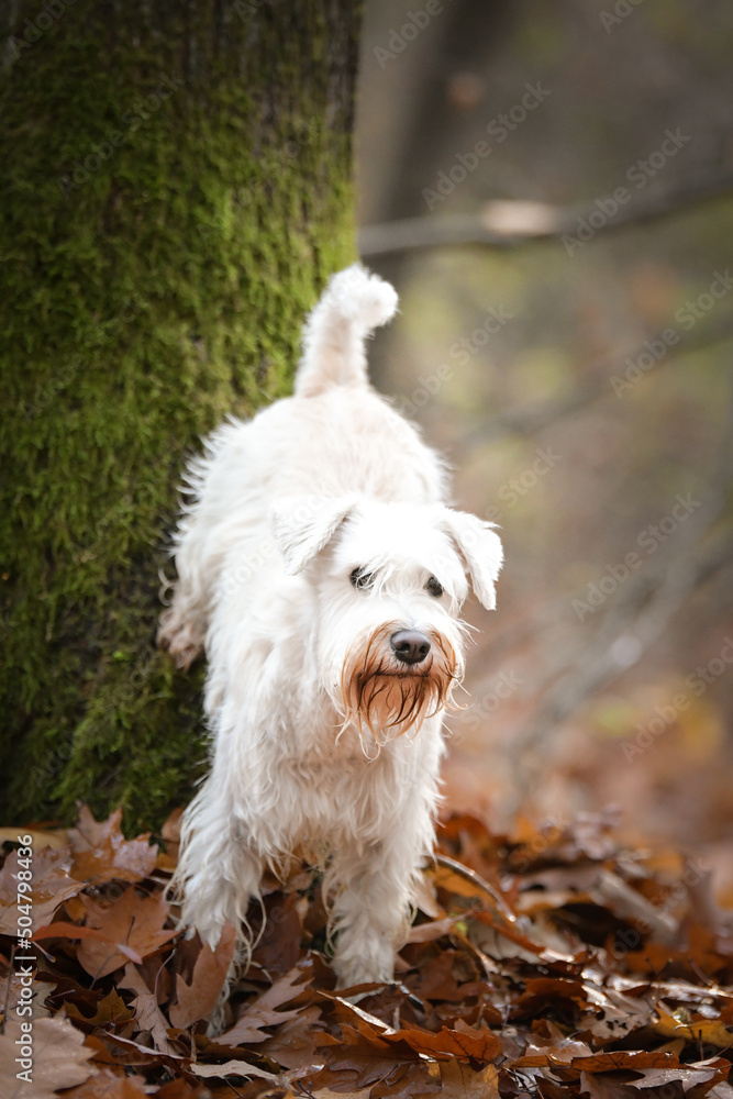 Schnauzer is standing in the forest. It is autumn portret. Schnauzer is standing in the forest. It is autumn portret.