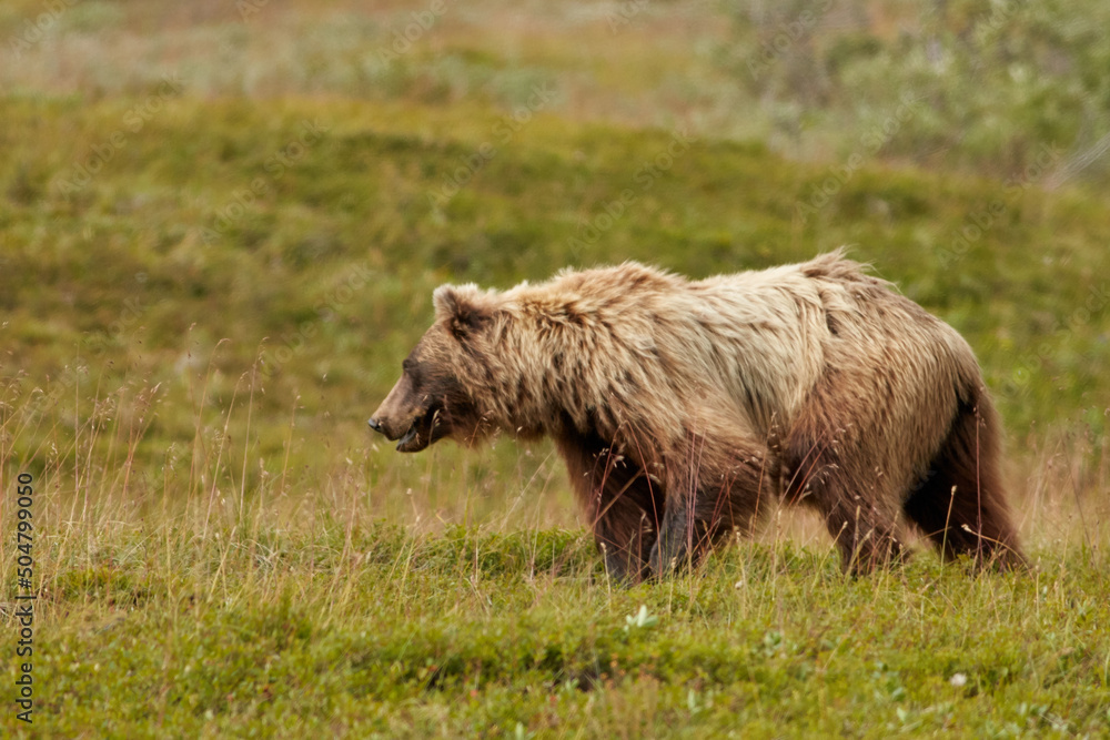 Fototapeta premium Grizzly. Denali National Park