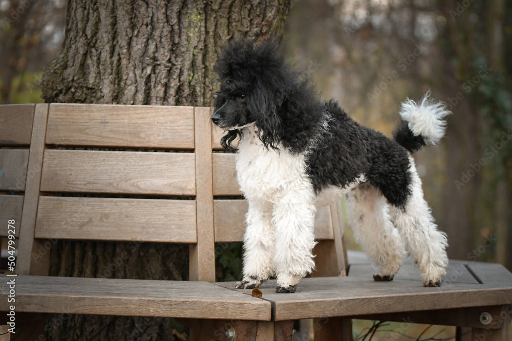 Poodle is standing on the bench. He is so cute dog. Poodle is standing on the bench. He is so cute dog.