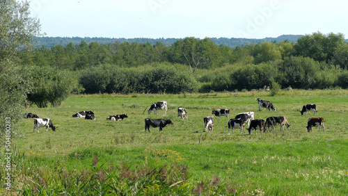 Herd of cows on a meadow. 