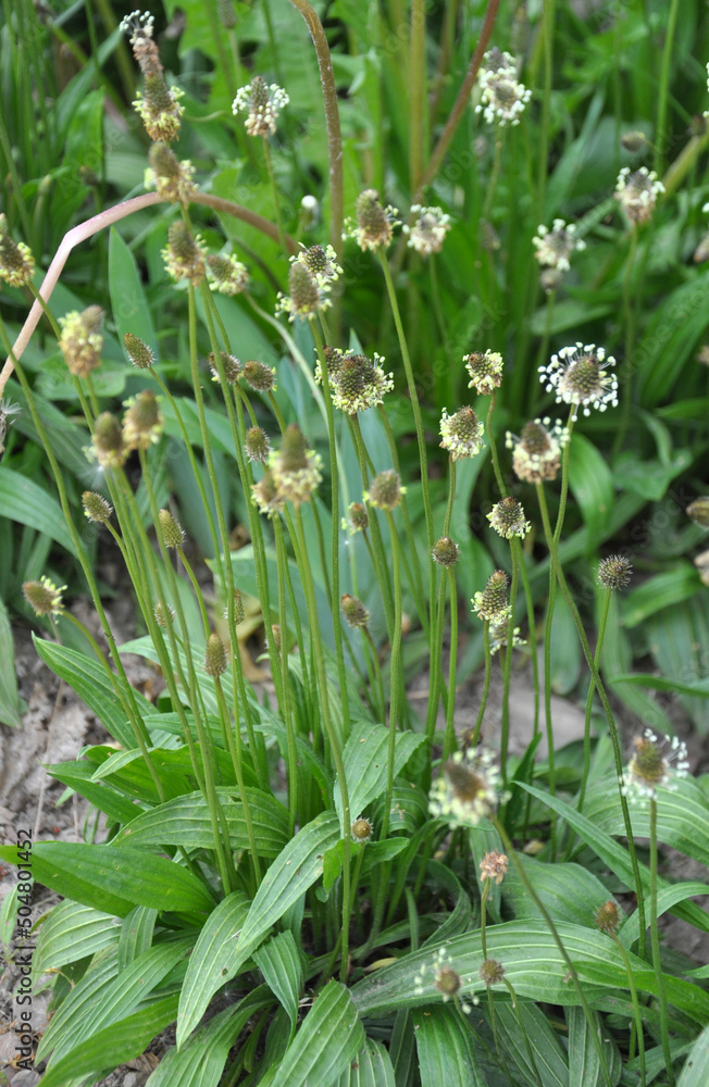 Obraz premium Lanceolate plantain, plantago lanceolata grows in nature
