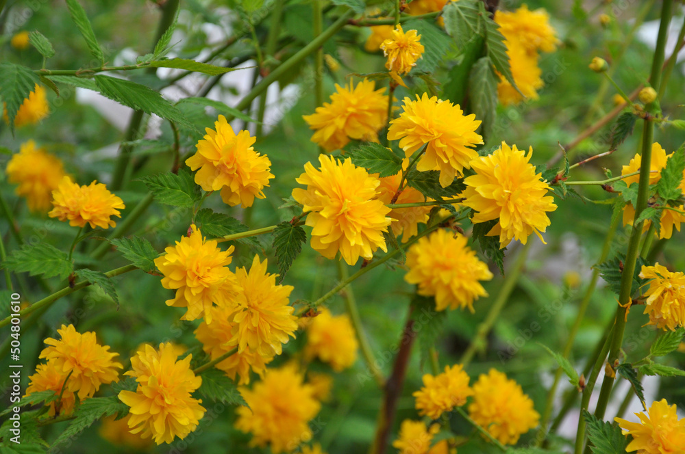 Kerria japonica bush blooms in the garden Kerria japonica bush blooms in the garden