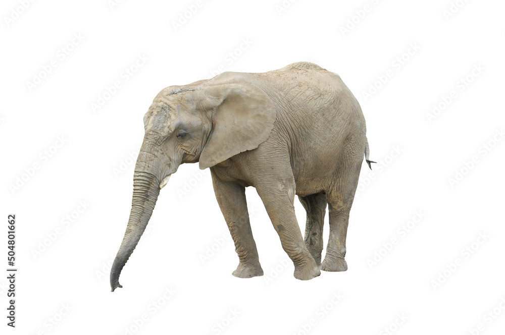 Fototapeta premium Objet détouré - éléphant
