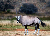 Oryx antelope, photographed in South Africa.