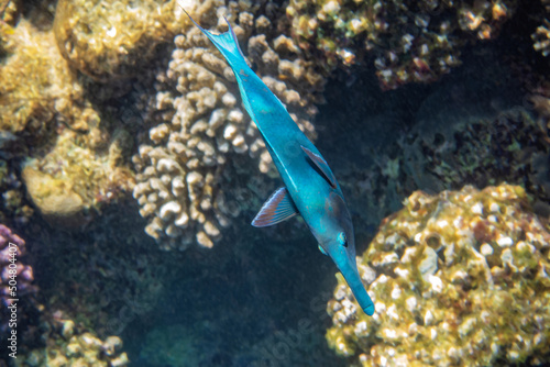 Birdmouth wrasse. Red Sea, Egypt.  photo