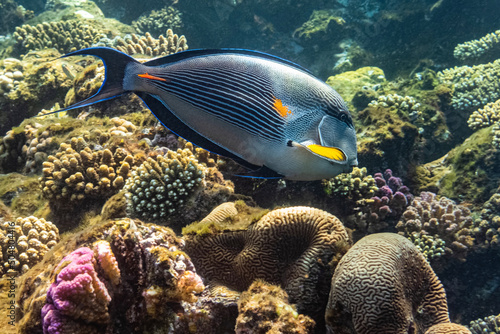 Sohal surgeonfish. Red Sea, Egypt.