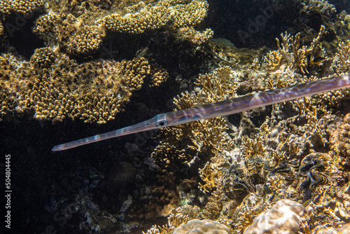 Needlefish near corals. Red Sea, Egypt.      photo