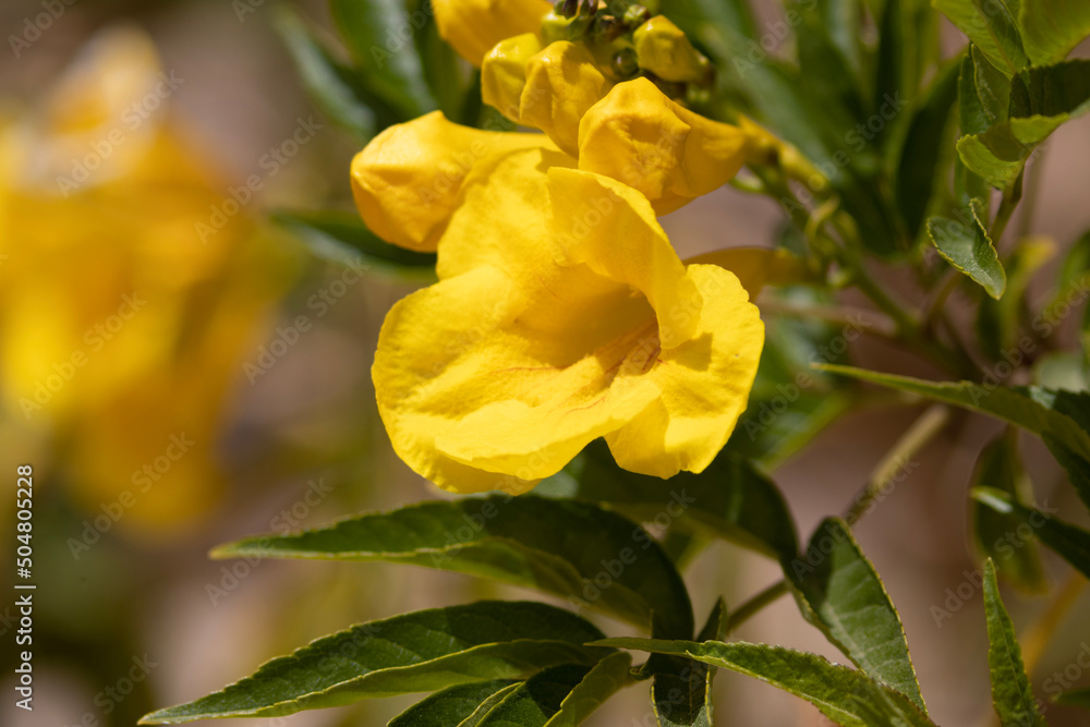 yellow rose bush yellow rose bush
