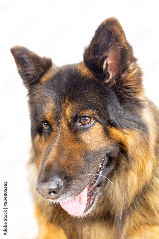 Portrait of german shepherd dog on white background Portrait of german shepherd dog on white background