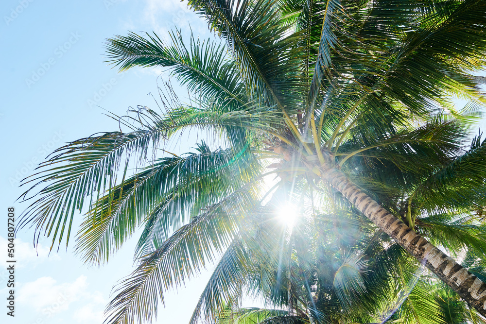 Sunny day. Beautiful green coconut palm trees. Sunny day. Beautiful green coconut palm trees.