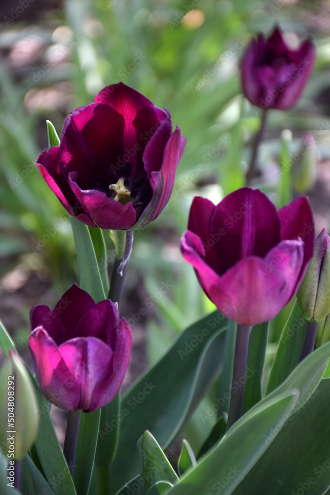 Fototapeta premium Four buds of dark purple tulip flowers grow in the garden. The background is blurred