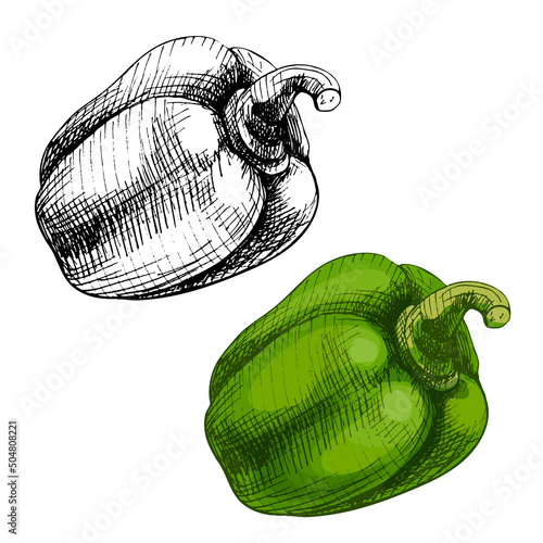 Whole half and slice sweet red bell peppers. Vector vintage hatching color illustration.