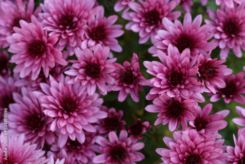 Pink Chrysanthemum selectively focused. Close up of Chrysanthemum flowers. Flower head. Bouquet of pink autumn chrysanthemum. Summer flowers. Top view. Texture and background. Floral background © Mariia