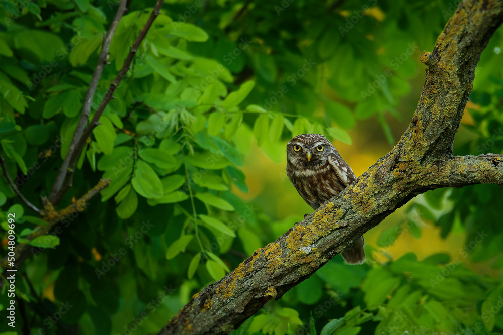 Little Owl (Athene noctua) perched on a broken roof close up enlightened by evening sun. Bird in the green forest on the east of Europe with traditional agriculture Little Owl (Athene noctua) perched on a broken roof close up enlightened by evening sun. Bird in the green forest on the east of Europe with traditional agriculture