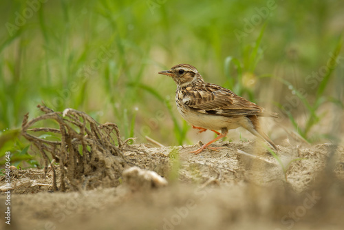 Wood Lark - Lullula arborea brown crested bird on the meadow (pastureland), lark genus Lullula, found in most of Europe, the Middle East, western Asia and the mountains of north Africa photo