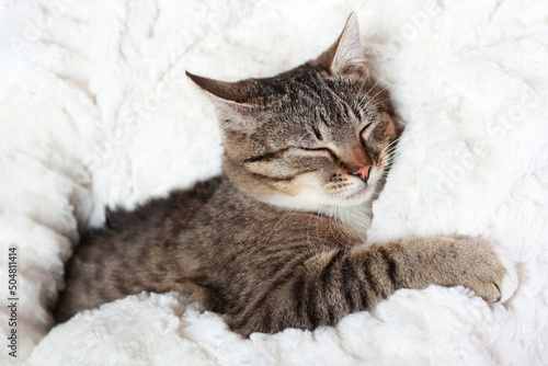 Little cute Cat lying on white fur and resting. Gray Kitten close up. Pet care concept. Kitten lying on a white background. Tabby. Portrait of a Cat