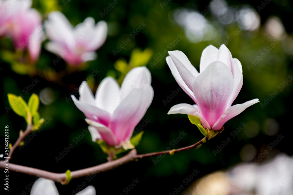 Fototapeta premium Pink and white magnolia flowers blossoming on branch