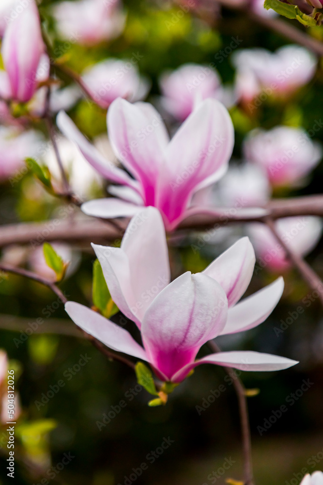 Pink and white magnolia flowers blossoming on branch Pink and white magnolia flowers blossoming on branch