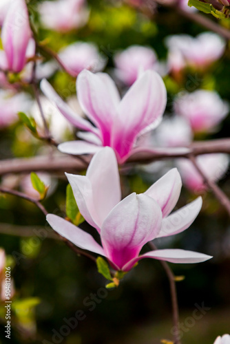 Pink and white magnolia flowers blossoming on branch
