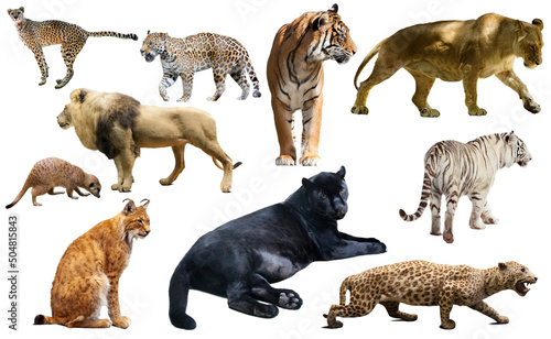 African predator animals isolated over white background, mainly Felidae