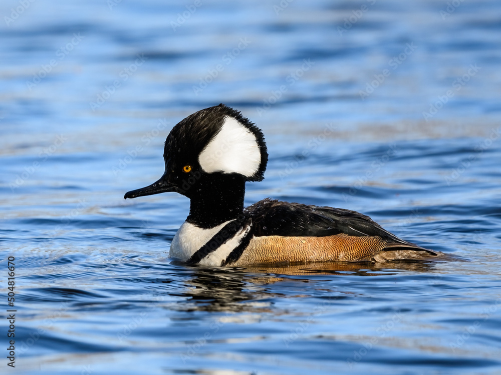 Fototapeta premium Male Hooded Merganser swimming on pond with blue water