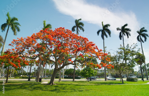 Royal Poinciana Tree Blooming in Palm Beach, Florida photo