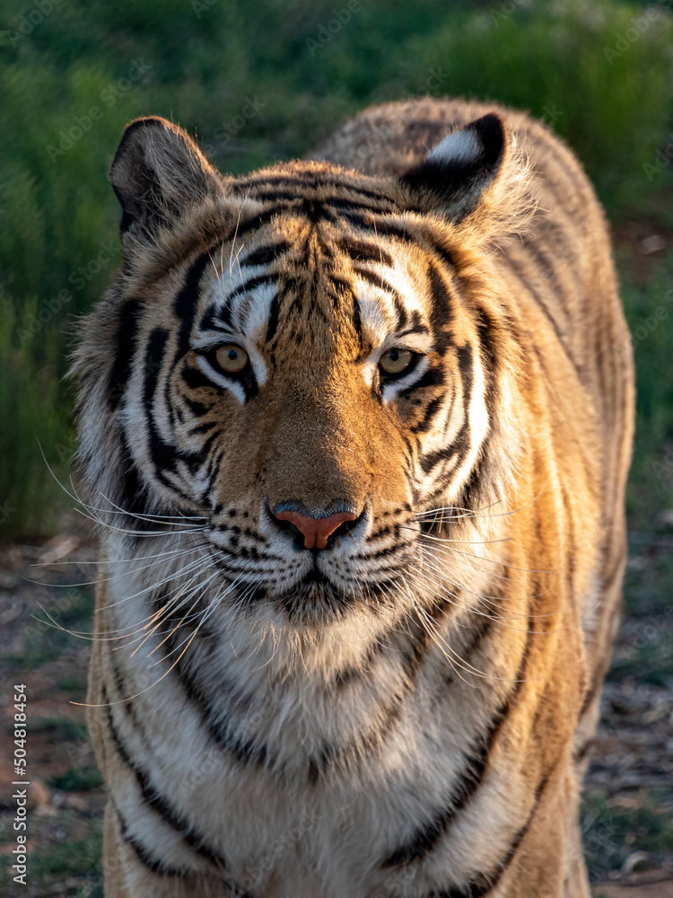 Obraz premium tiger closeup