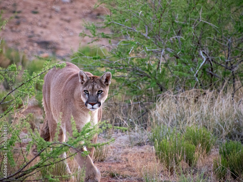Fototapeta premium mountain lion