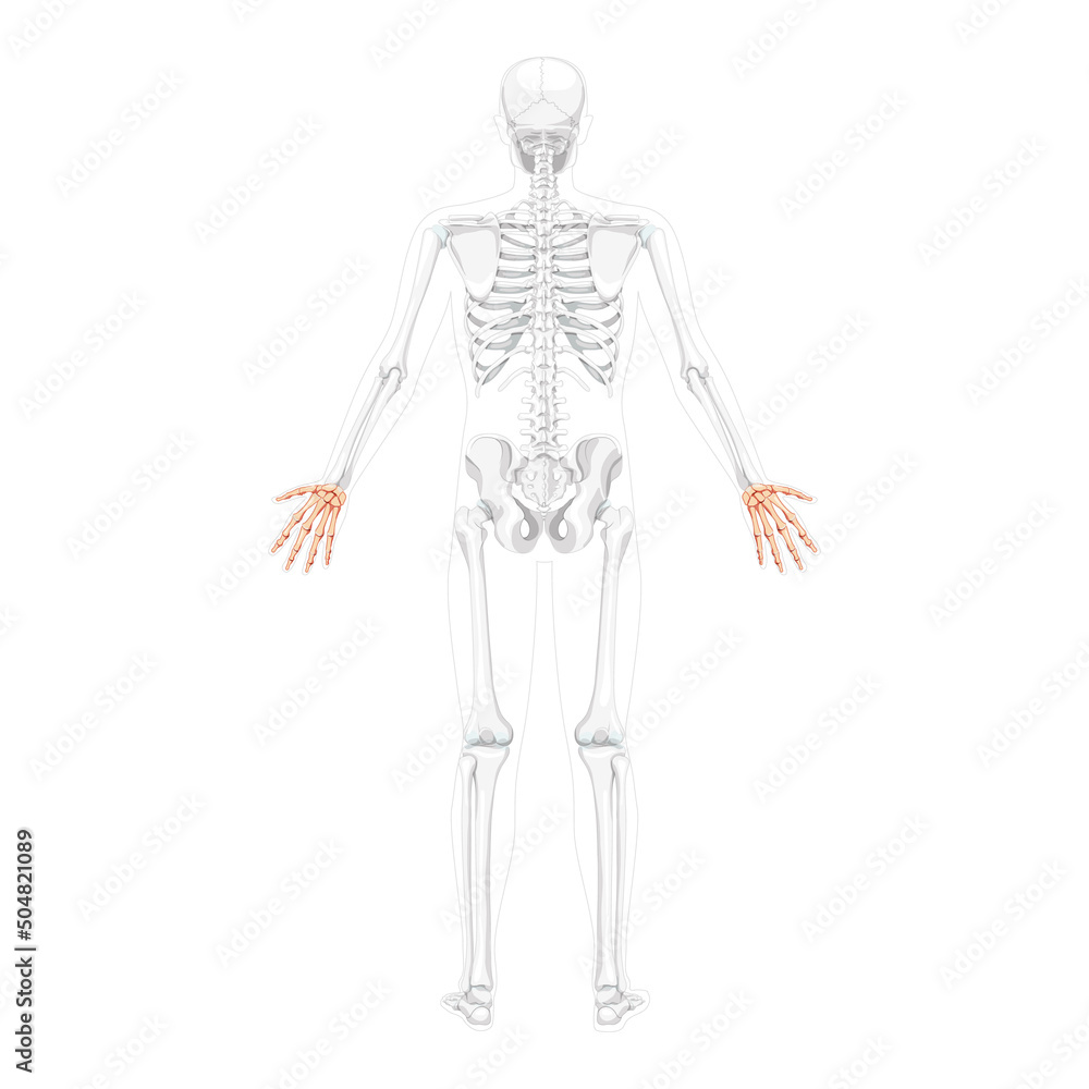 Skeleton Hands Human back view with two arm poses with partly transparent bones position. Carpals, wrist, metacarpals, phalanges 3D realistic flat concept Vector illustration of anatomy isolated
