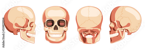 Set of Human head Skull Skeleton front back side view. Anatomically correct jaws model with teeth row. 3D realistic flat natural color concept. Vector illustration isolated on white background