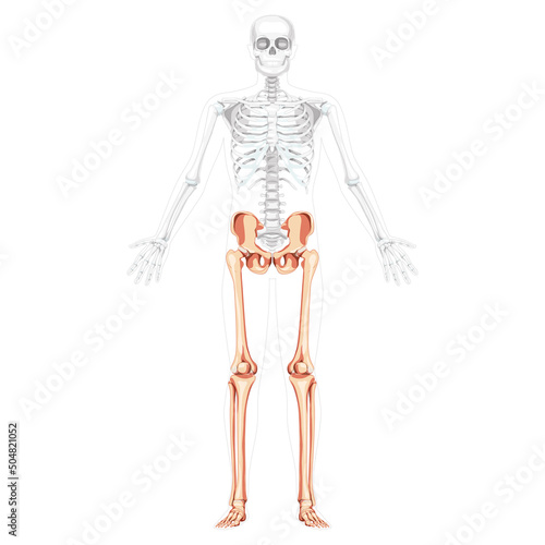 Skeleton Lower limbs Human front view with side open arm pose partly transparent body position. Anatomically correct 3D realistic flat natural color Vector illustration of isolated on white background