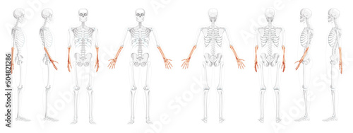 Skeleton Forearms Human radius, hand front back side view with partly transparent bones position. Set of Anatomically correct realistic flat Vector illustration of anatomy isolated on white background
