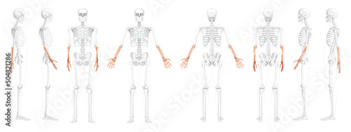 Skeleton Forearms Human radius, hand front back side view with partly transparent bones position. Set of Anatomically correct realistic flat Vector illustration of anatomy isolated on white background photo