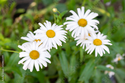 Selective focus shot of great white daisies.