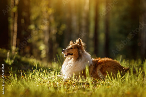 Fluffy sable color Sheltie dog in summer sunset forest.