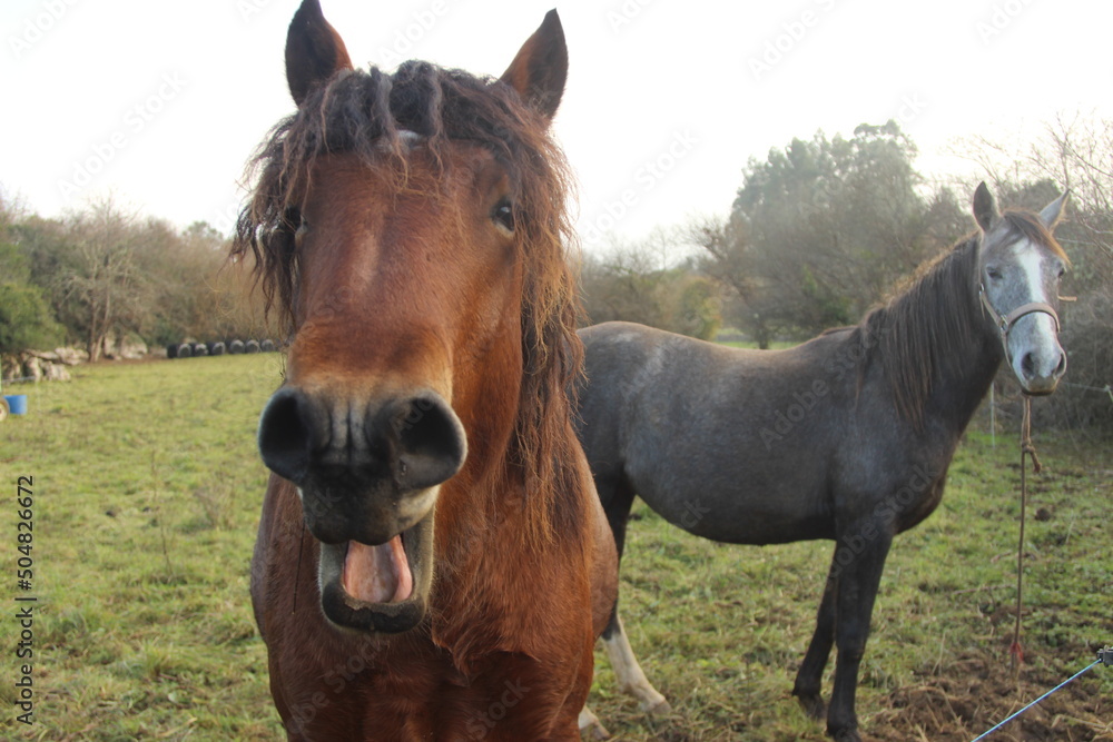 Obraz premium Caballos en el campo, en Asturias (España) 