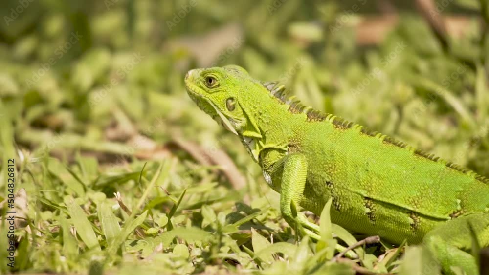 Young Green Iguana Crawling On Green Grass During Sunny Day. CloseUp, Tracking Shot Young Green Iguana Crawling On Green Grass During Sunny Day. CloseUp, Tracking Shot