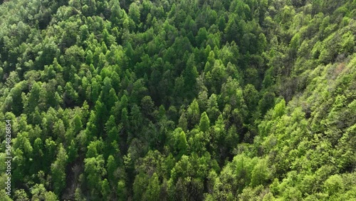 Flight above dense lush forest in Italian mountain alp hillside - drone