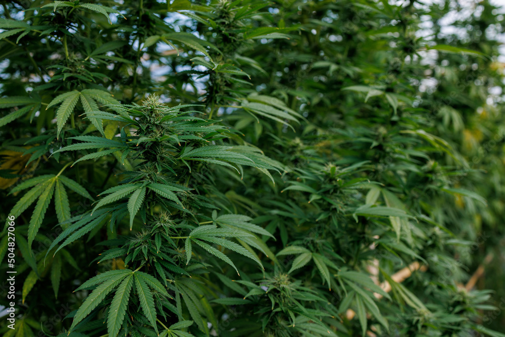 Obraz premium Weed medicine leaf. Grow indica flowering. Cannabis plant . Marijuana cultivation. Cannabis cultivation. Nature herb pot. Green background.