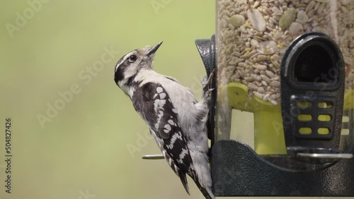 Woodpecker at bird feeder slow motion